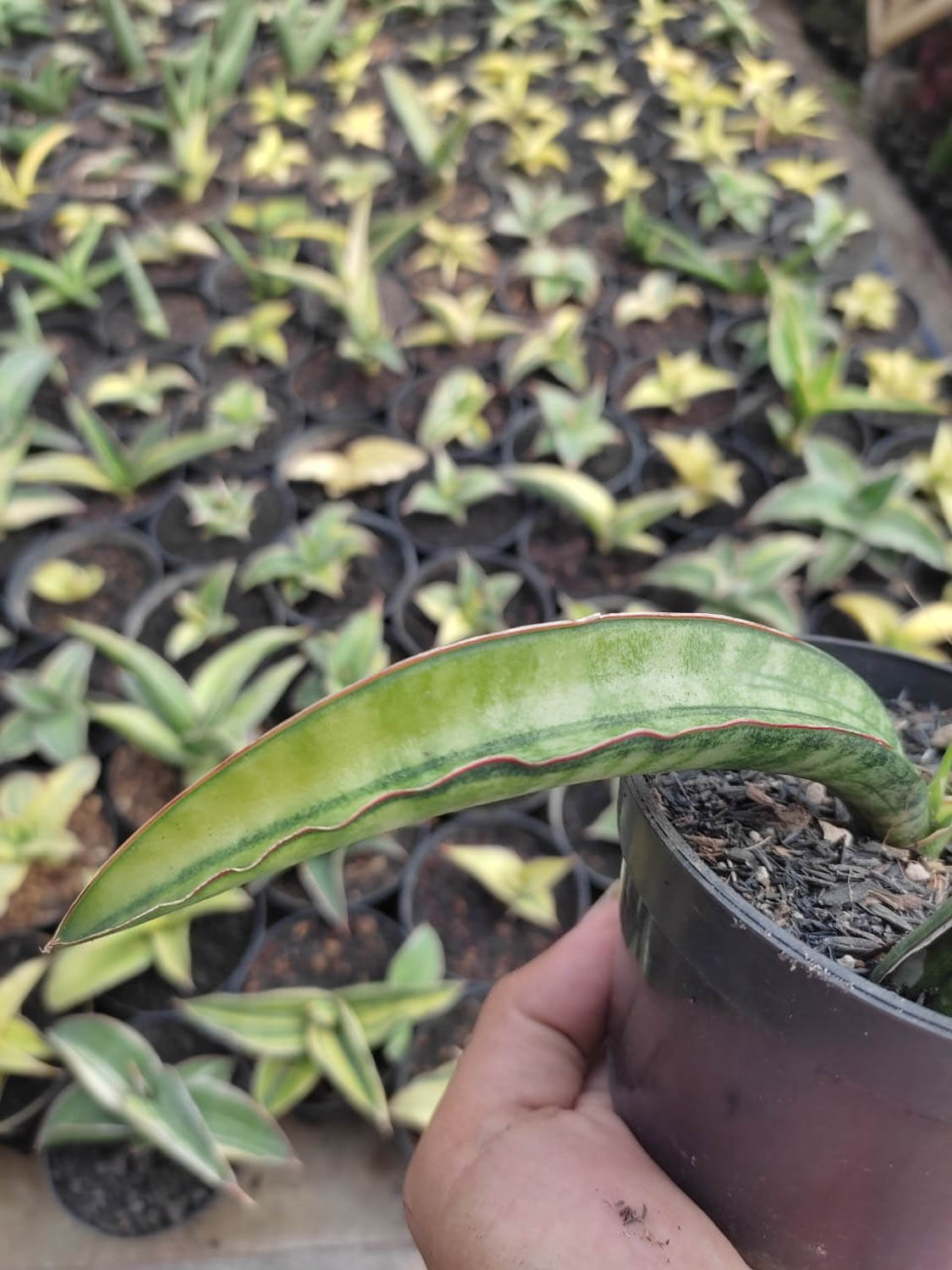1179. Sansevieria Sticky Variegated - Image 8