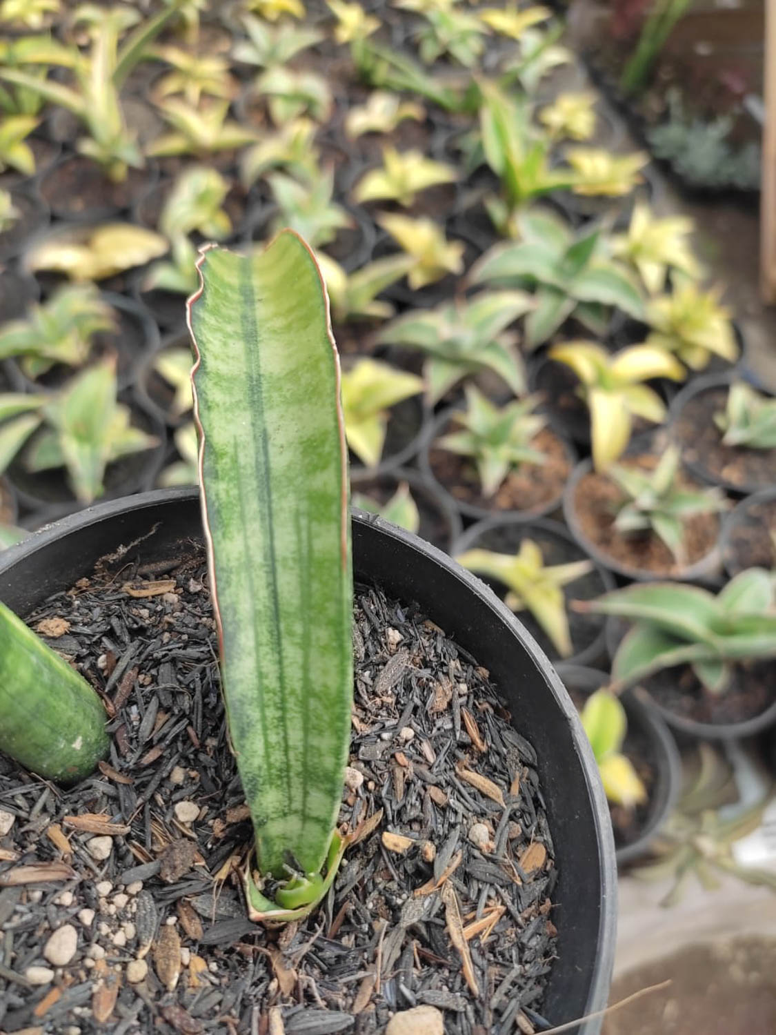 1179. Sansevieria Sticky Variegated - Image 10