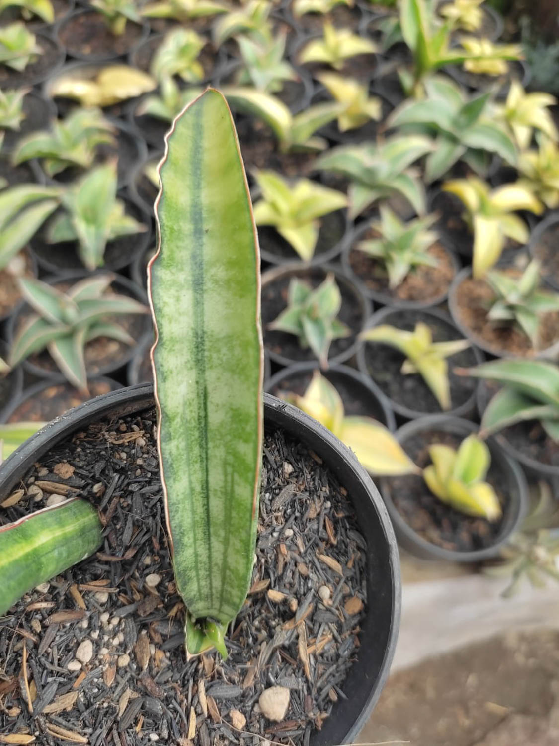 1179. Sansevieria Sticky Variegated - Image 12
