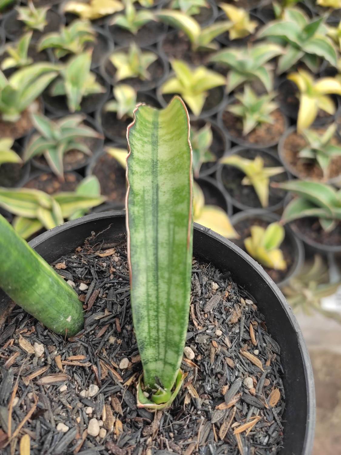 1179. Sansevieria Sticky Variegated - Image 2