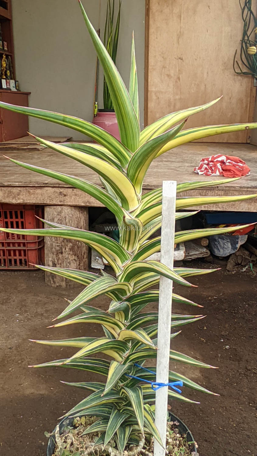 1181. Sansevieria Lavranos Variegated - Image 7