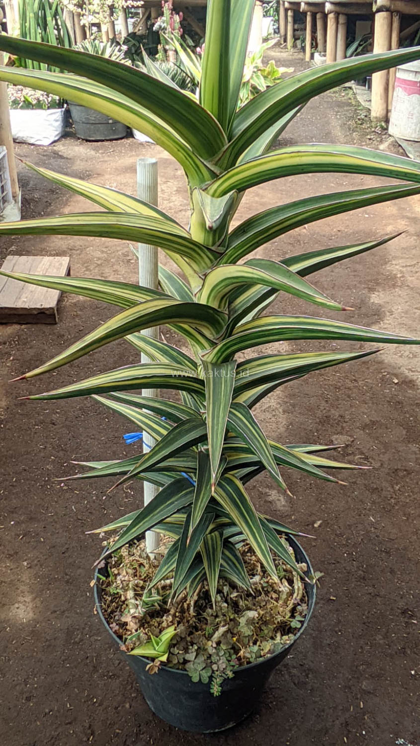 1181. Sansevieria Lavranos Variegated - Image 11