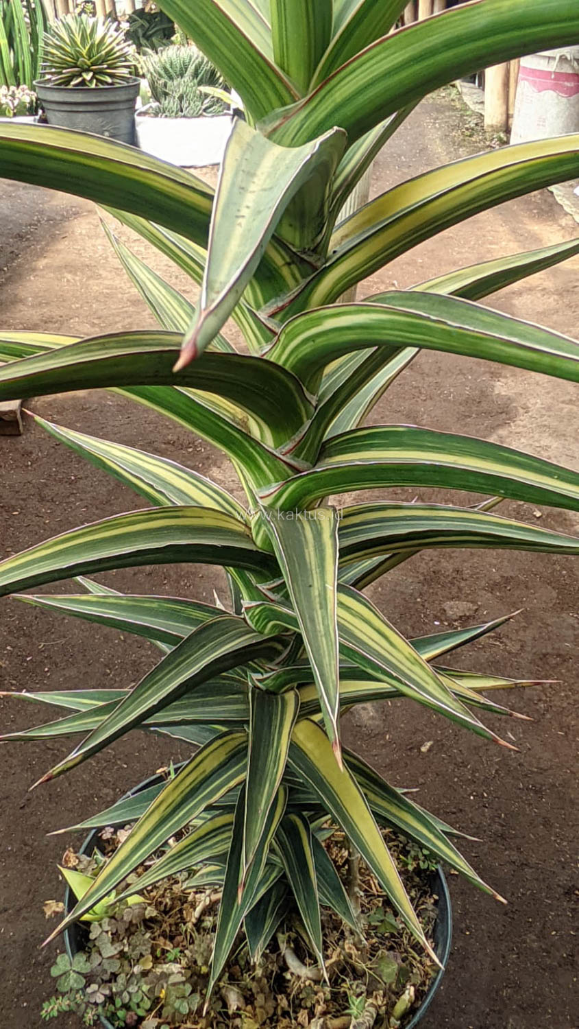 1181. Sansevieria Lavranos Variegated - Image 13