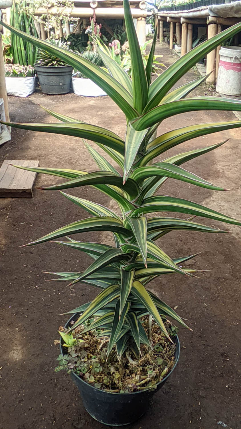 1181. Sansevieria Lavranos Variegated - Image 9