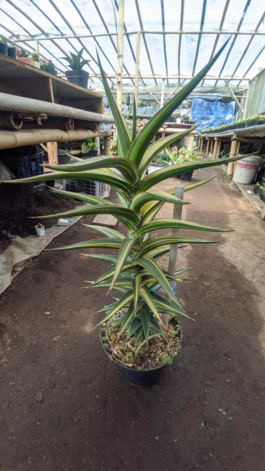 1181. Sansevieria Lavranos Variegated - Image 14
