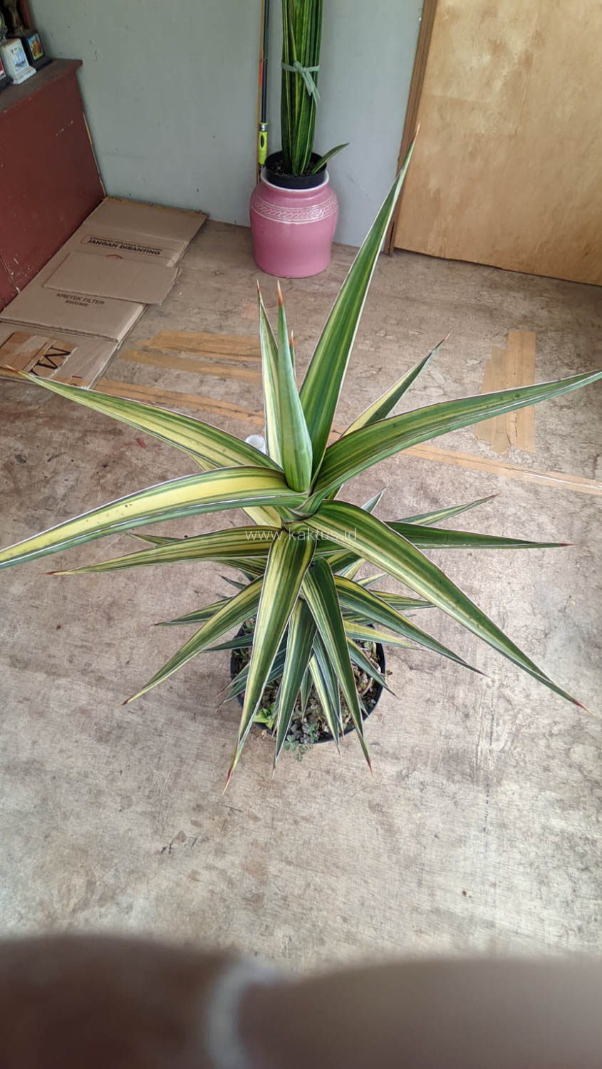 1181. Sansevieria Lavranos Variegated - Image 5
