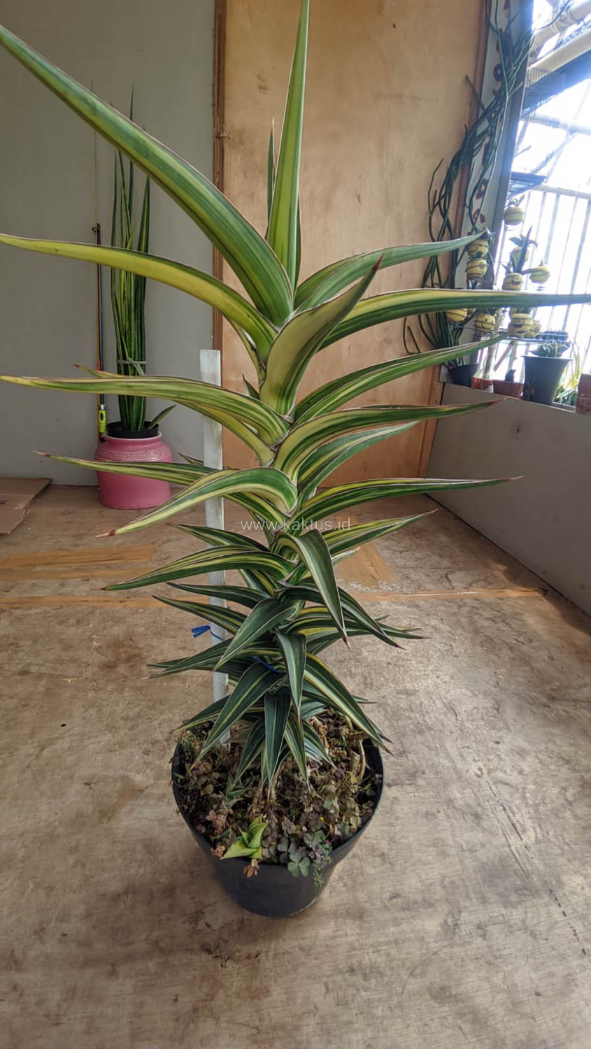 1181. Sansevieria Lavranos Variegated - Image 4