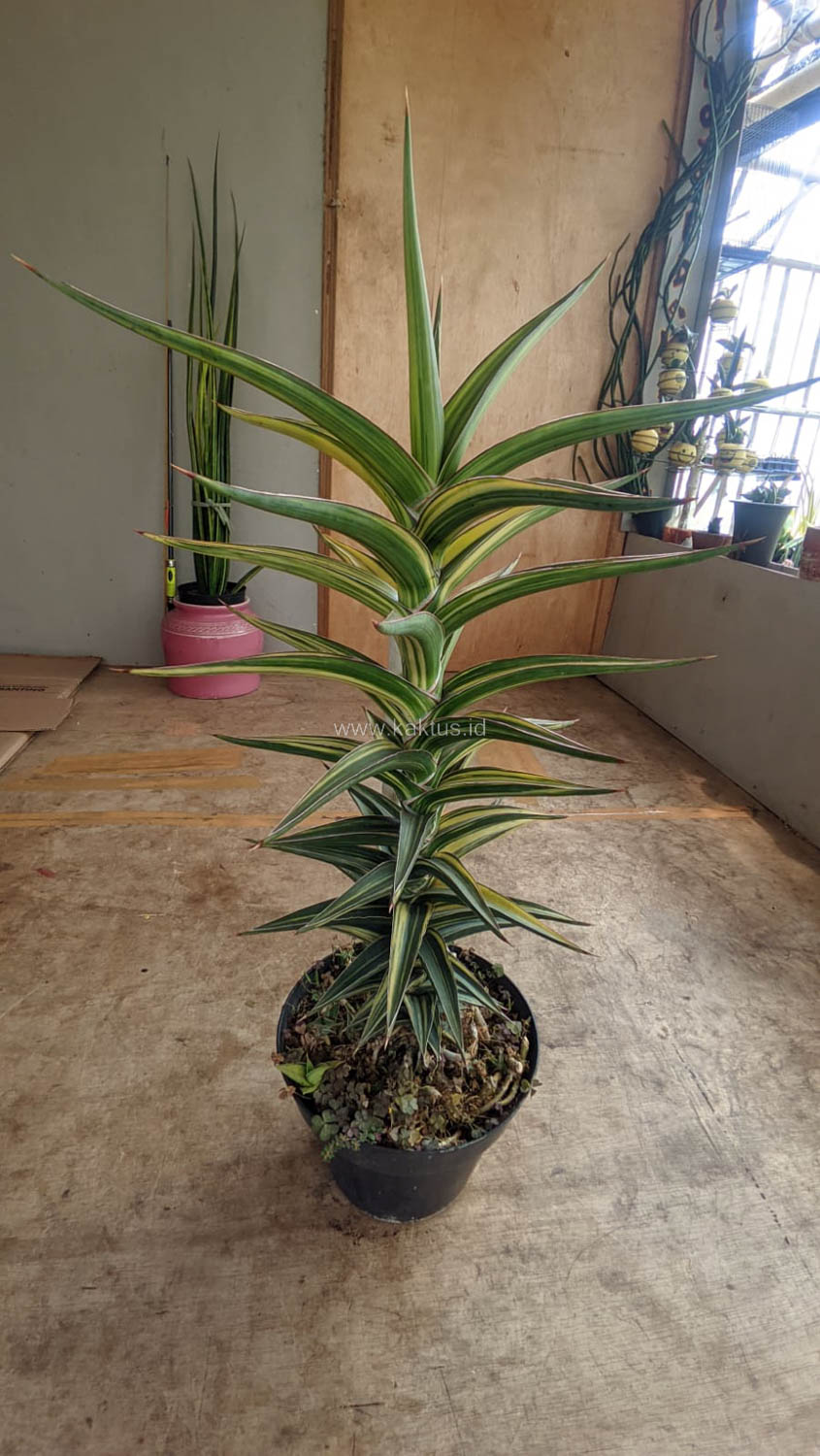 1181. Sansevieria Lavranos Variegated - Image 6