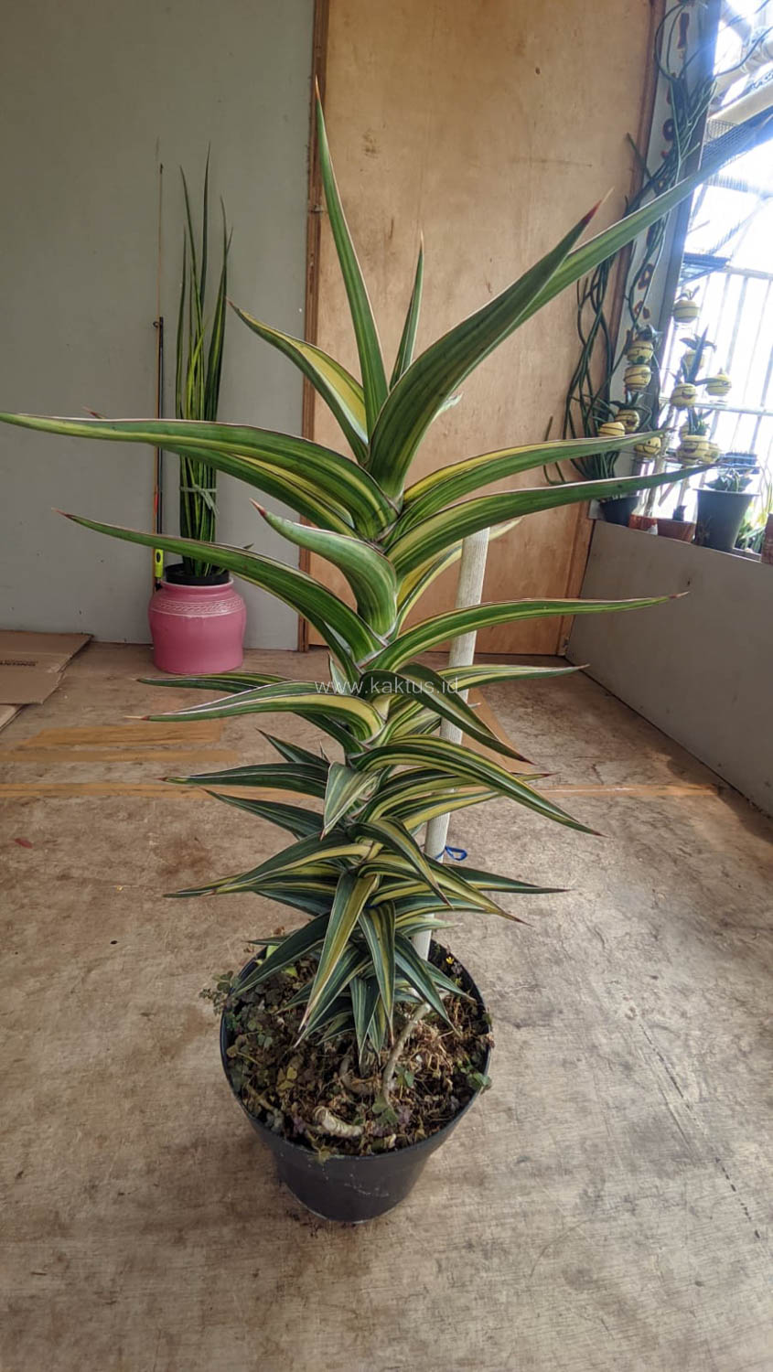 1181. Sansevieria Lavranos Variegated - Image 8