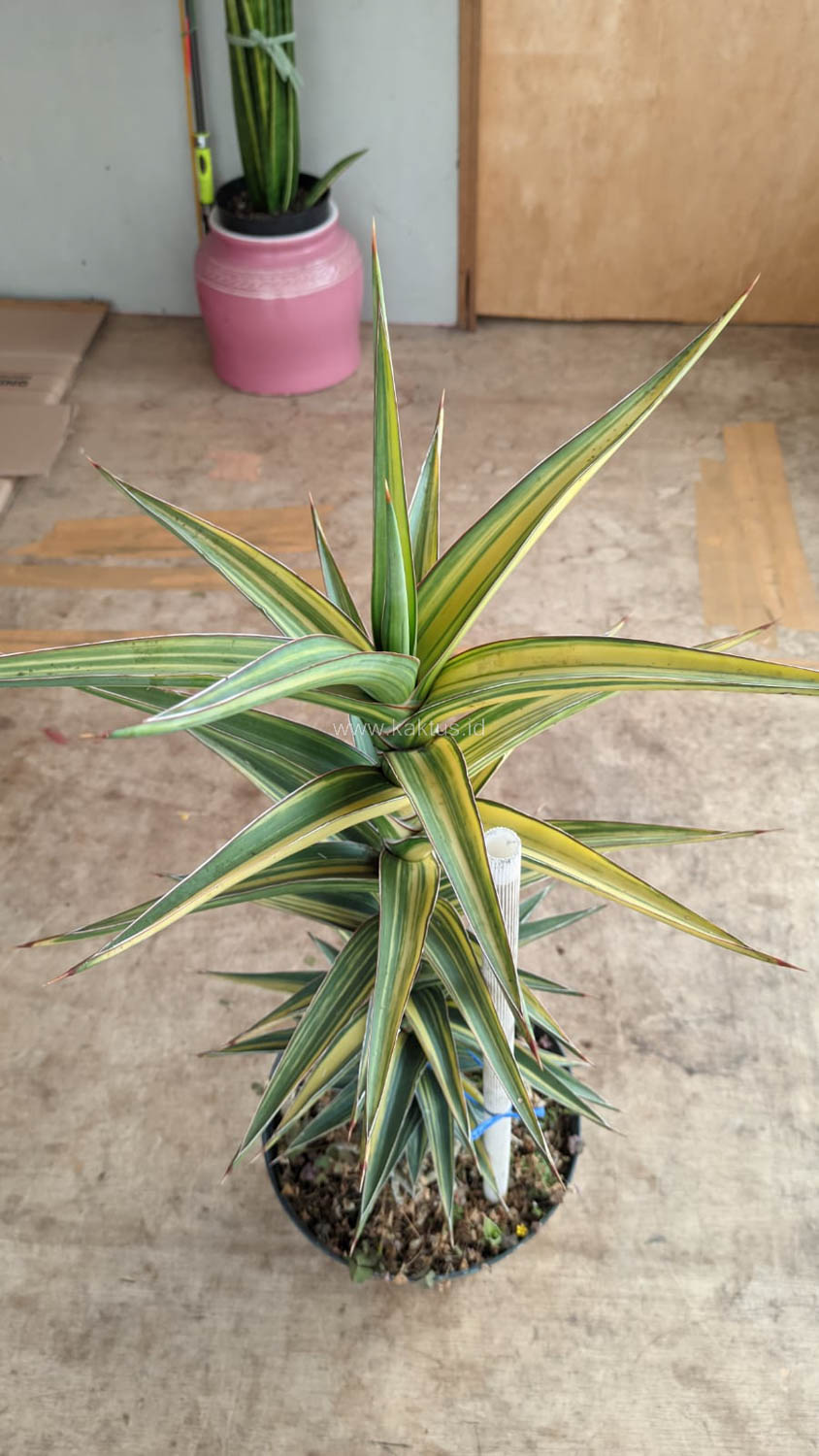 1181. Sansevieria Lavranos Variegated - Image 2