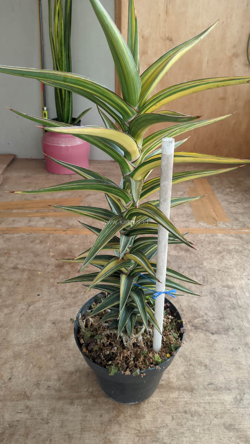 1181. Sansevieria Lavranos Variegated - Image 10