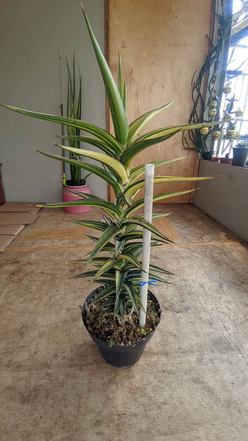 1181. Sansevieria Lavranos Variegated - Image 12