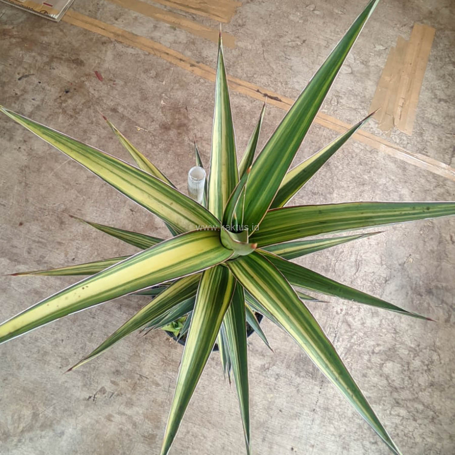 1181. Sansevieria Lavranos Variegated - Image 3