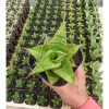 1525. Sansevieria Juleha