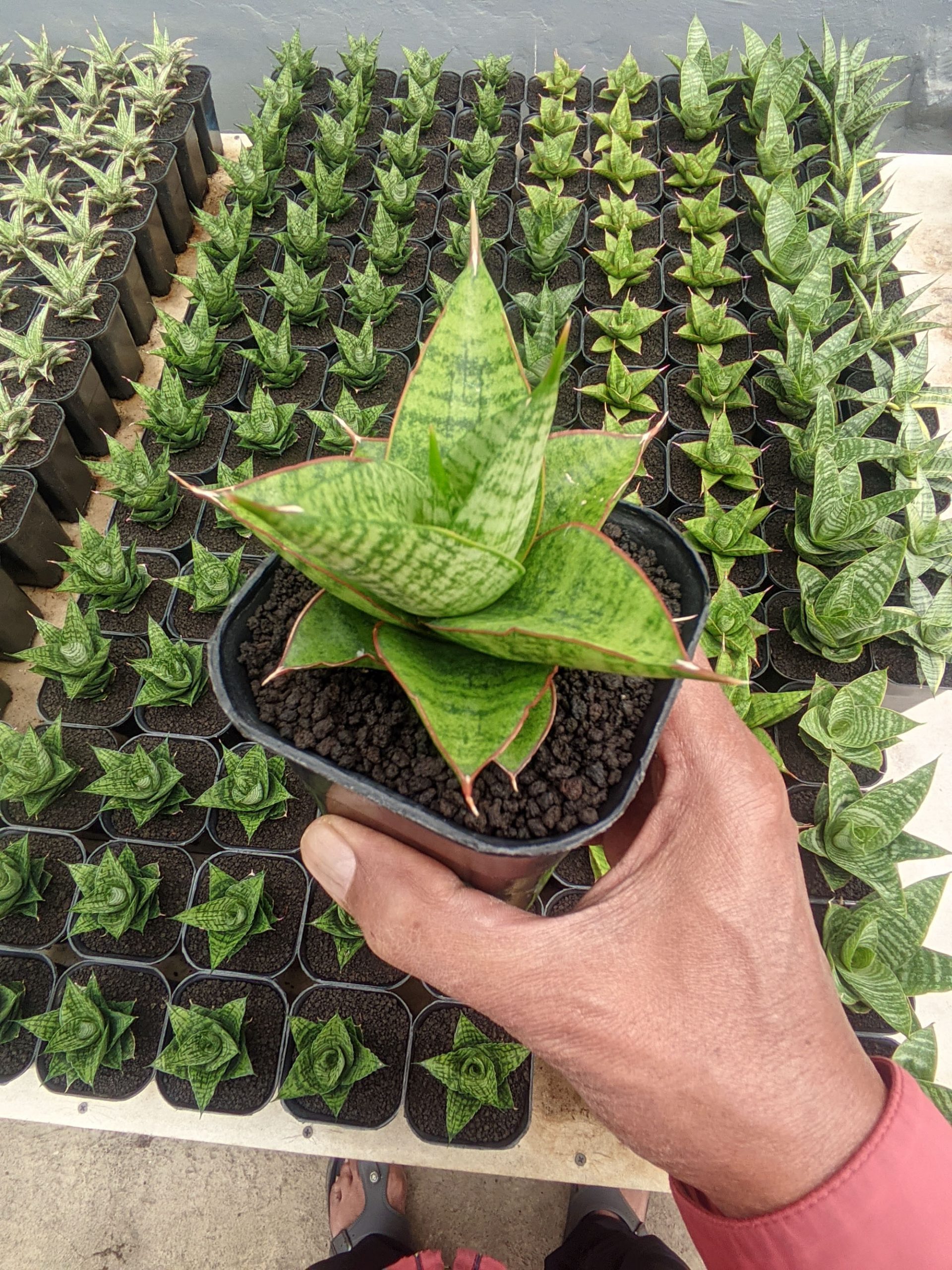 1525. Sansevieria Juleha - Image 2