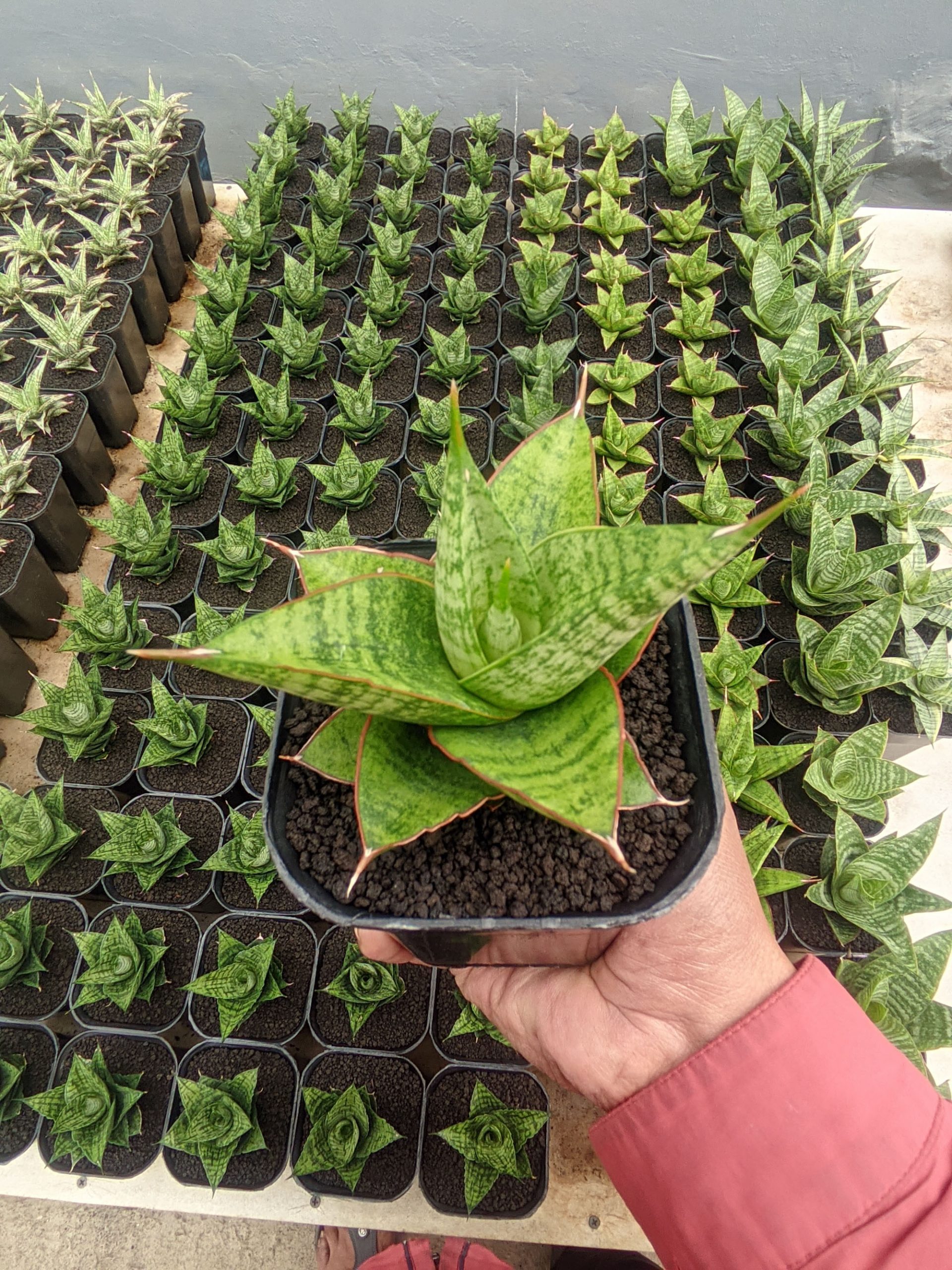 1525. Sansevieria Juleha - Image 3