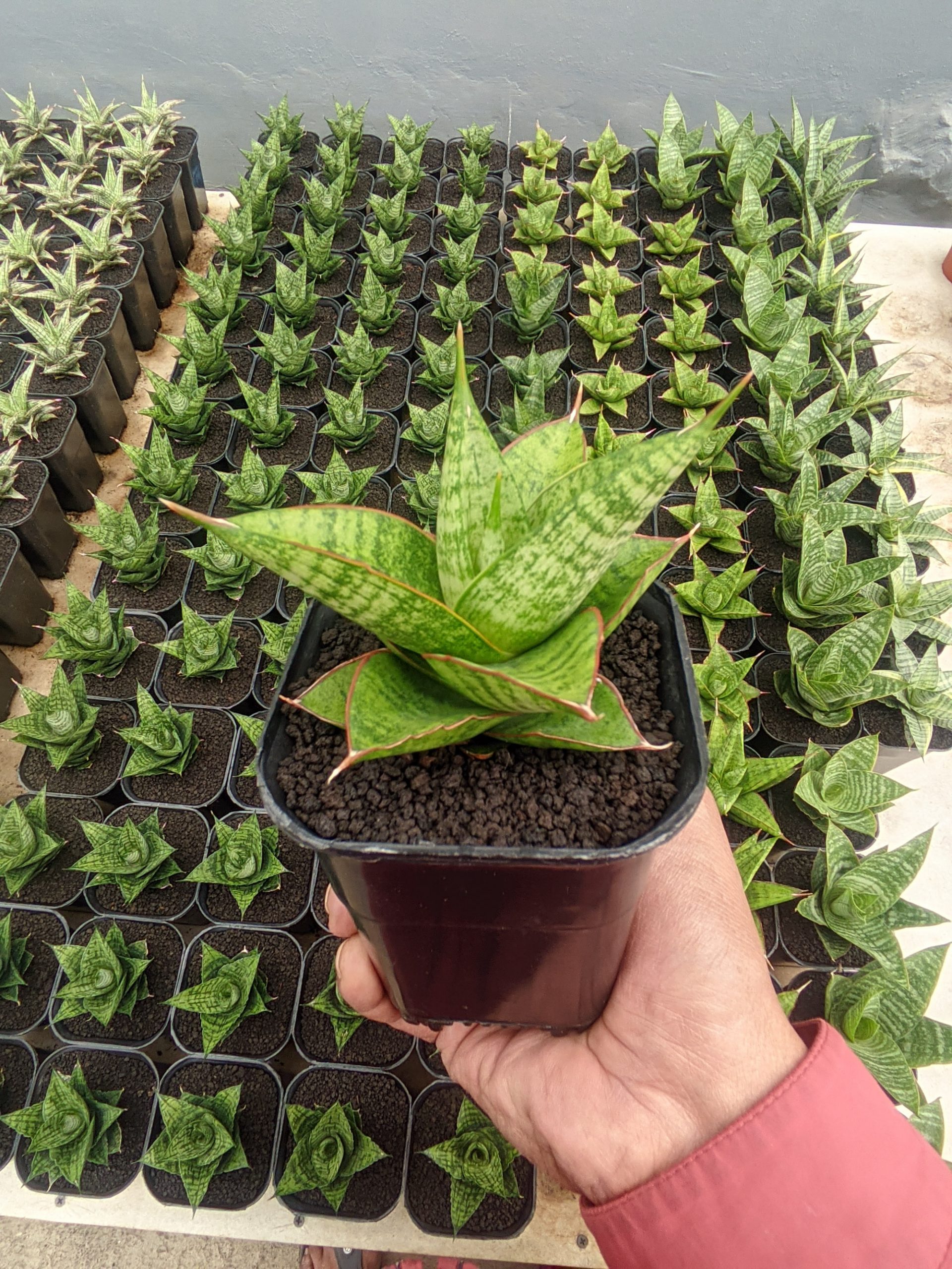 1525. Sansevieria Juleha - Image 4