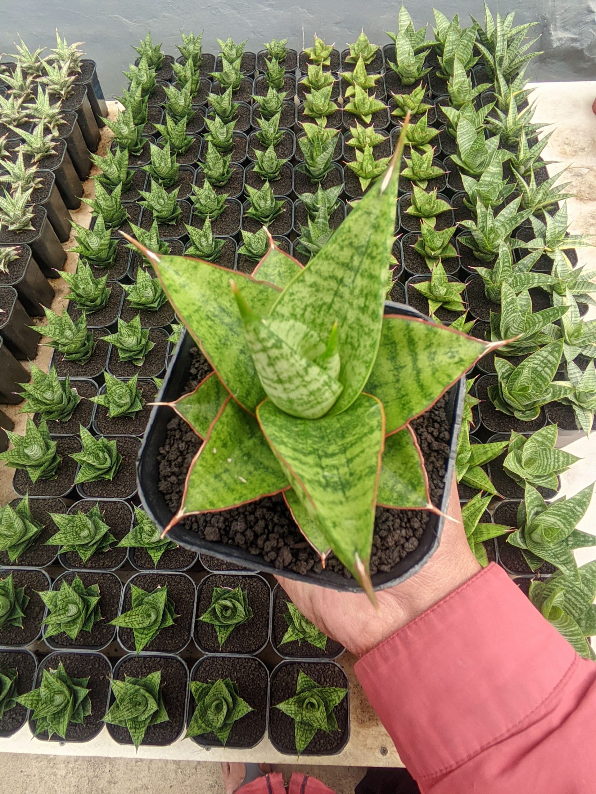 1525. Sansevieria Juleha - Image 5