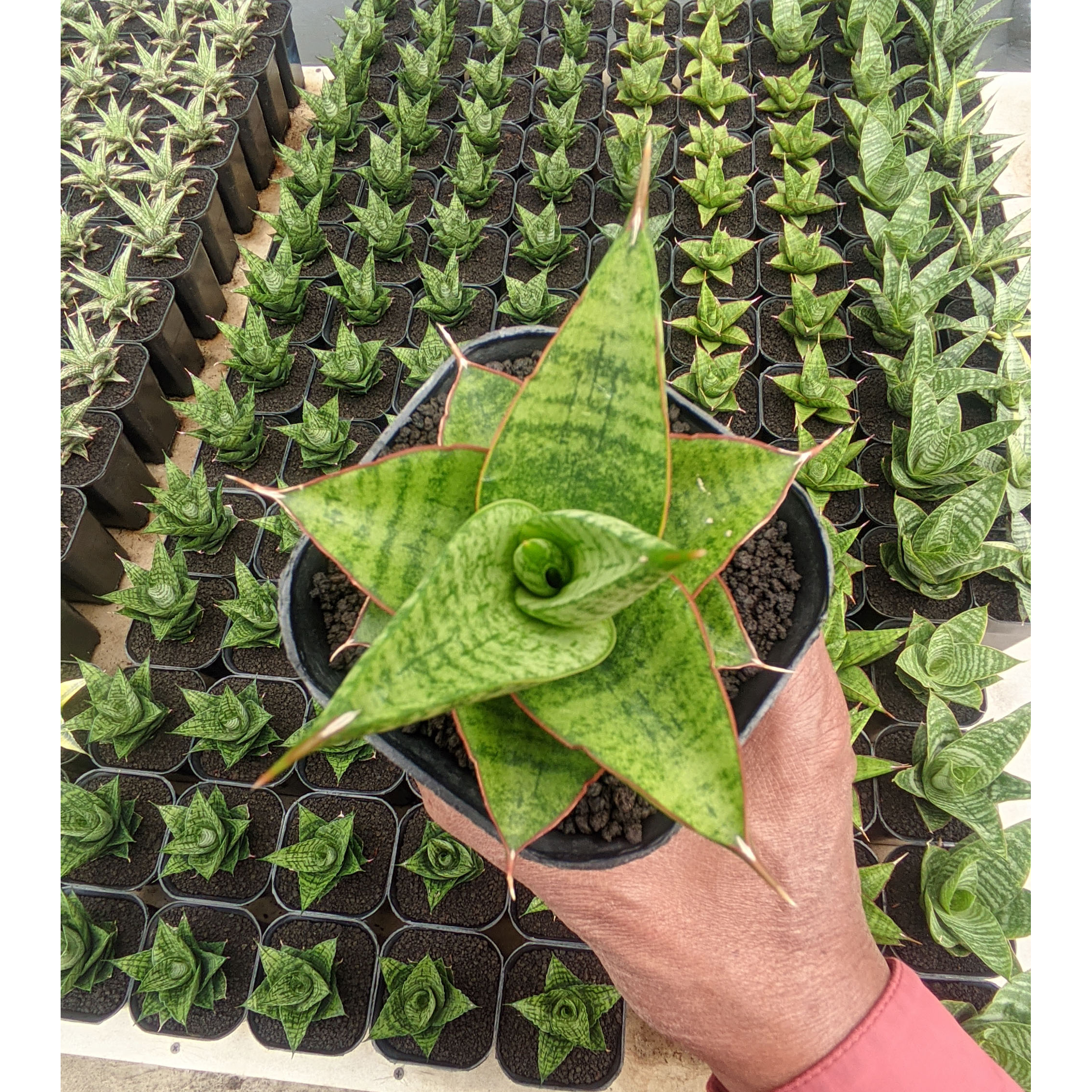 1525. Sansevieria Juleha