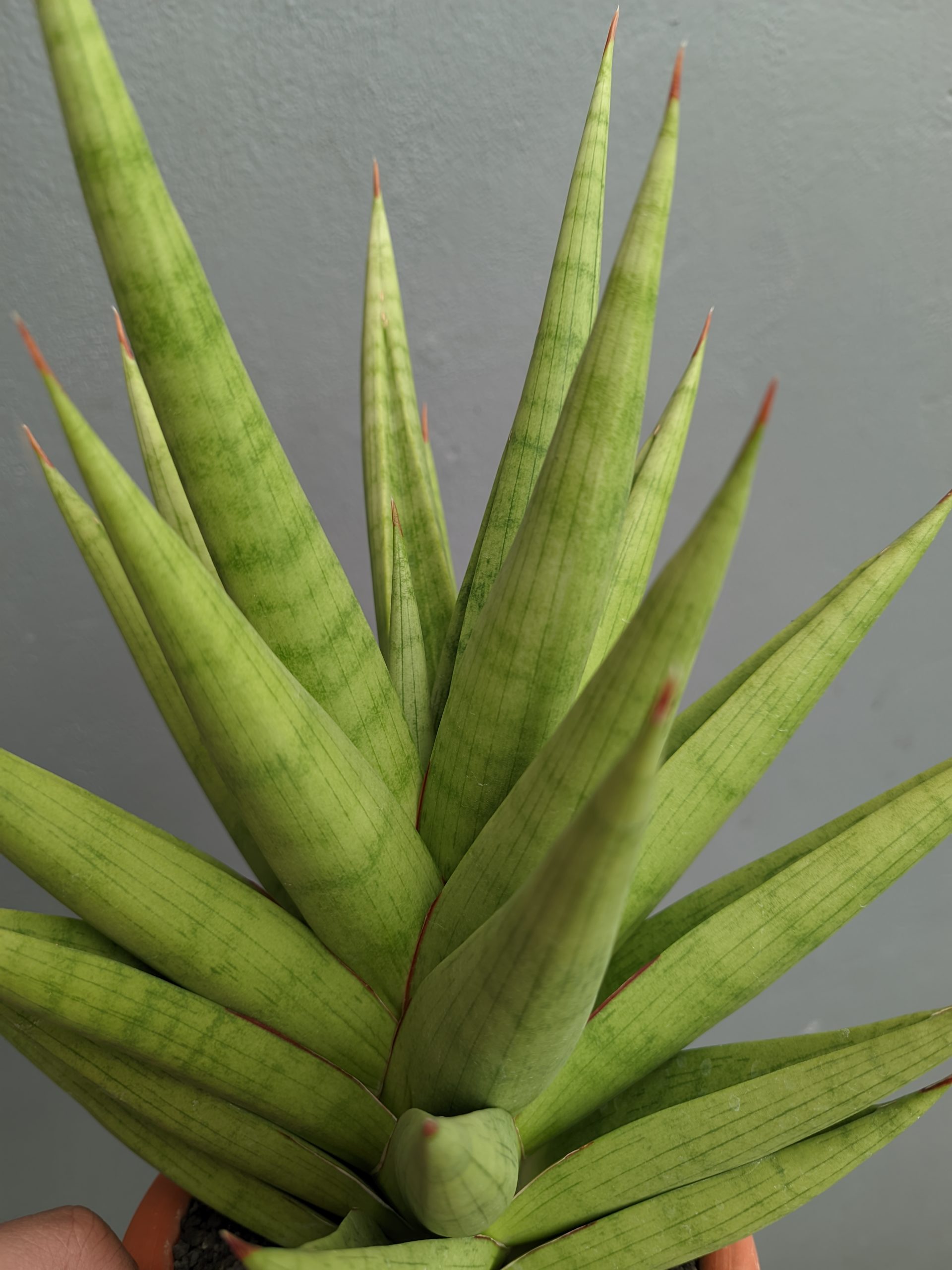 1182. Sansevieria Juleha Size XL - Image 2