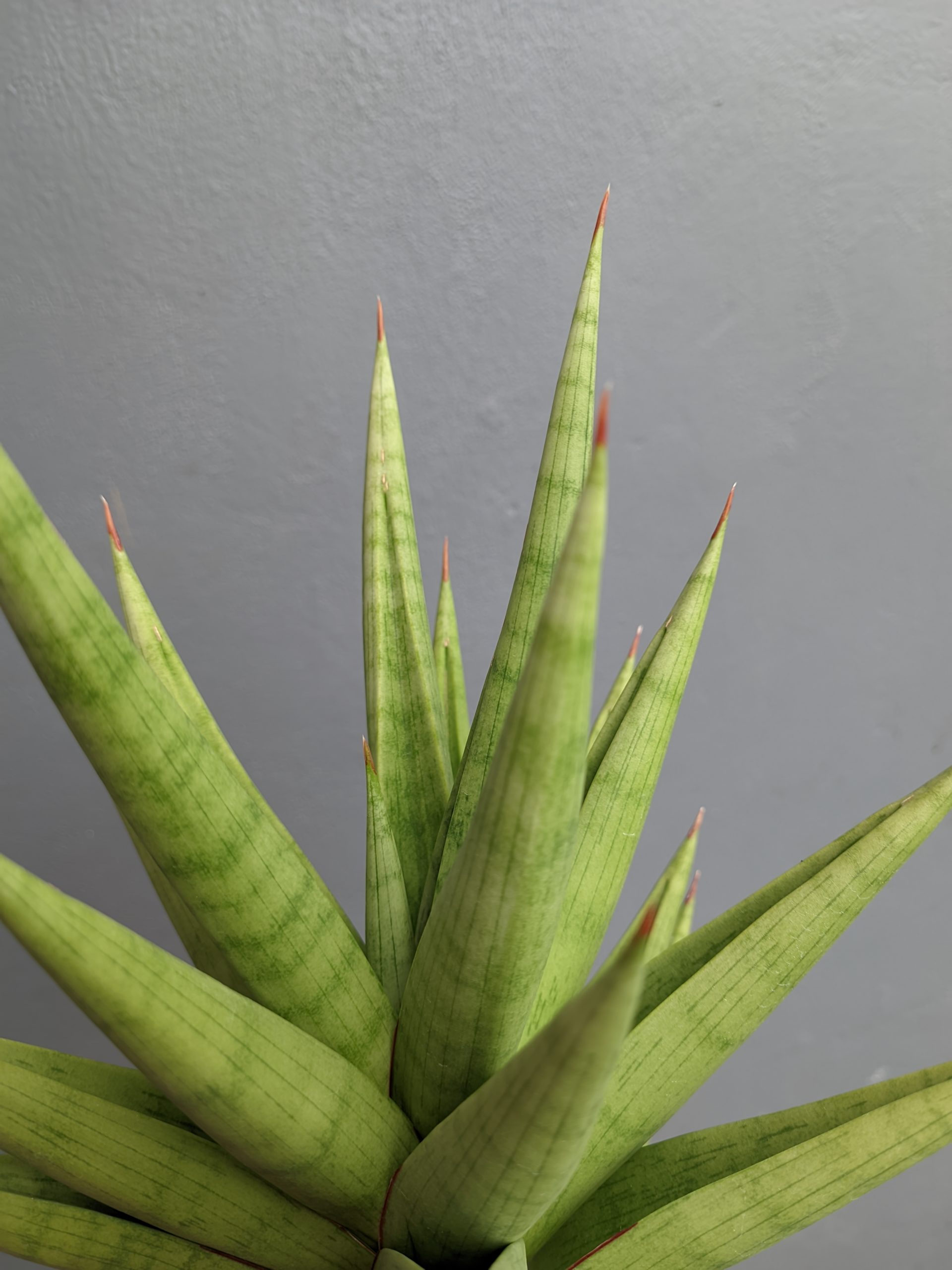 1182. Sansevieria Juleha Size XL - Image 3