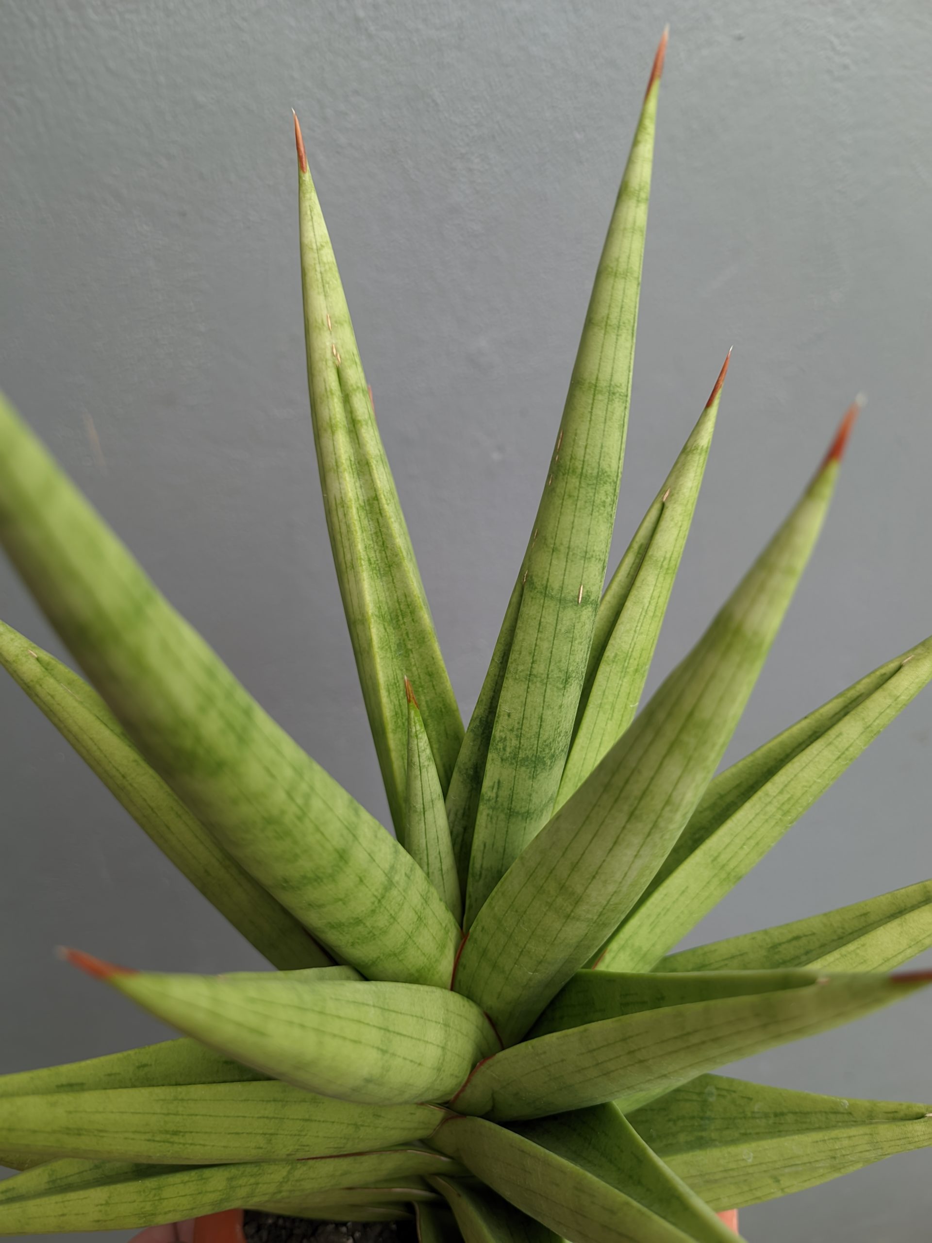 1182. Sansevieria Juleha Size XL - Image 4