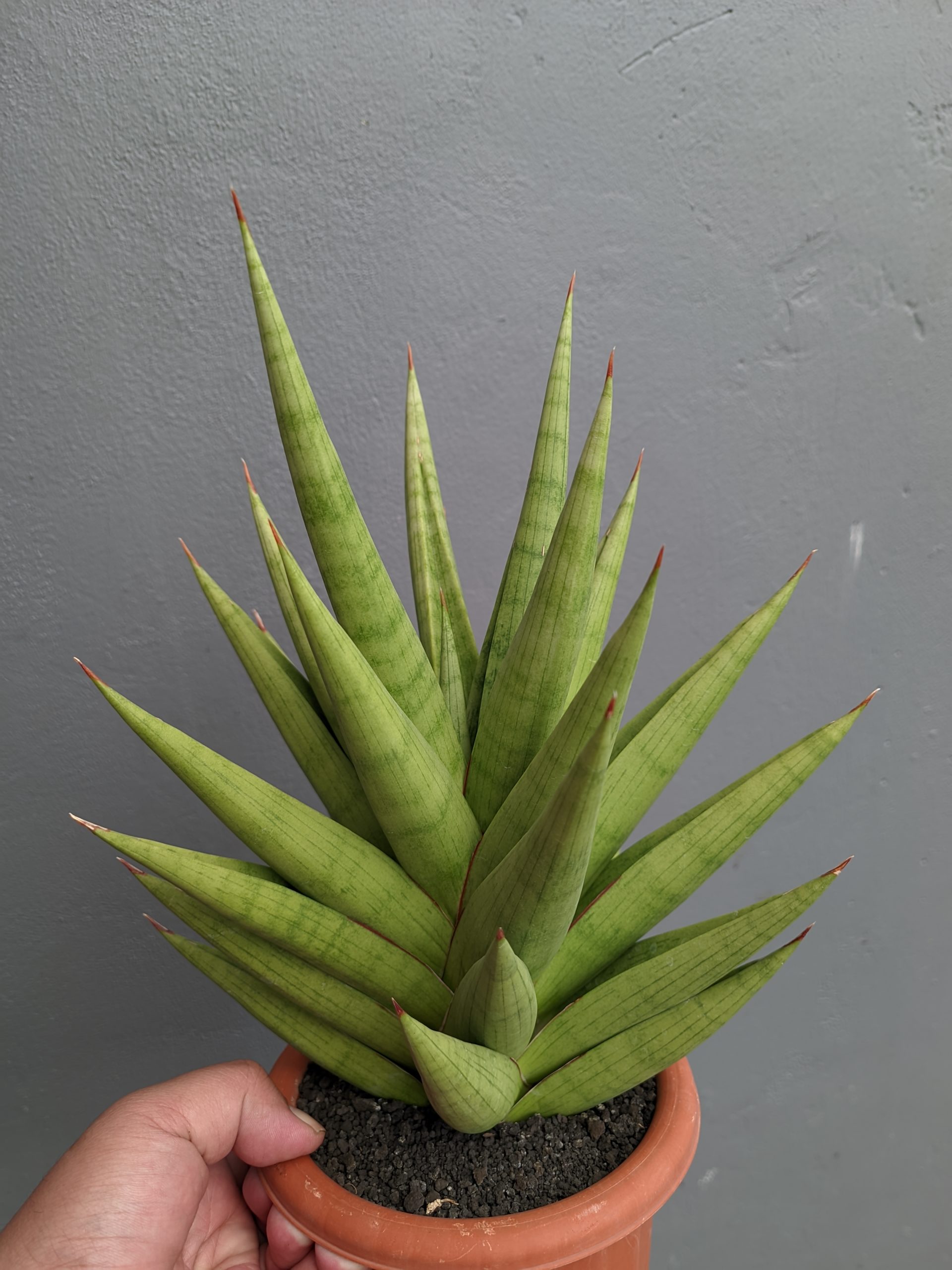 1182. Sansevieria Juleha Size XL - Image 5