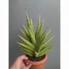 1182. Sansevieria Juleha Size XL