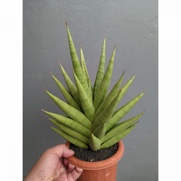 1182. Sansevieria Juleha Size XL