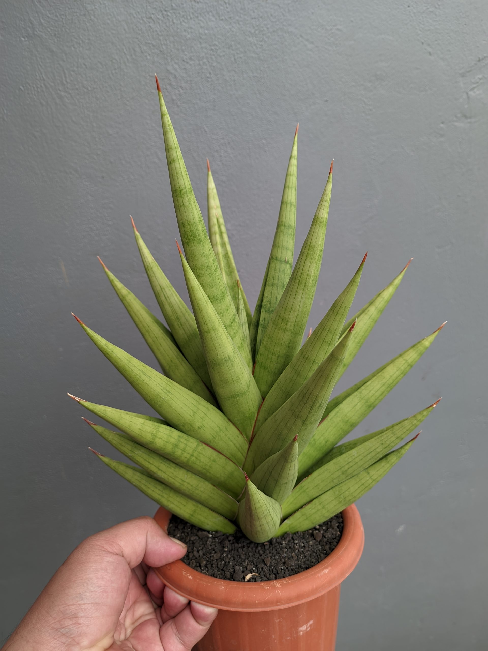 1182. Sansevieria Juleha Size XL - Image 6
