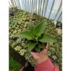 1183. Sansevieria Puyek