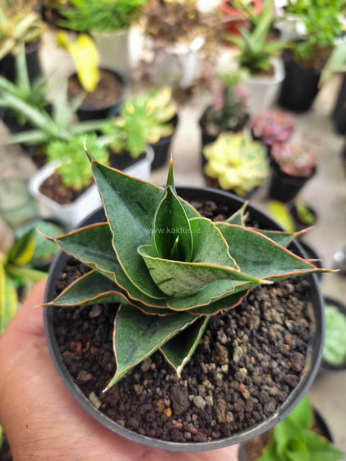 1184. Sansevieria AO 77 - Image 3