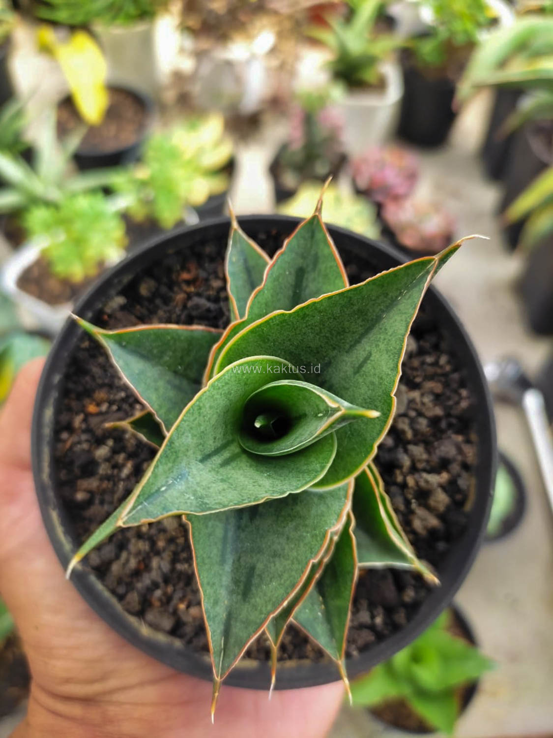 1184. Sansevieria AO 77 - Image 4
