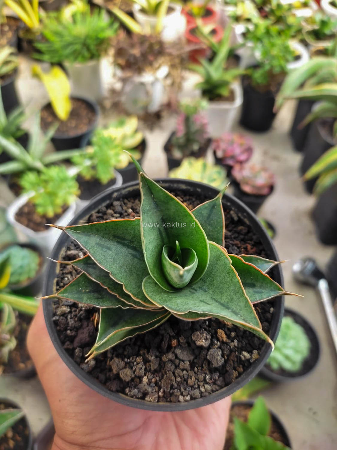 1184. Sansevieria AO 77 - Image 5