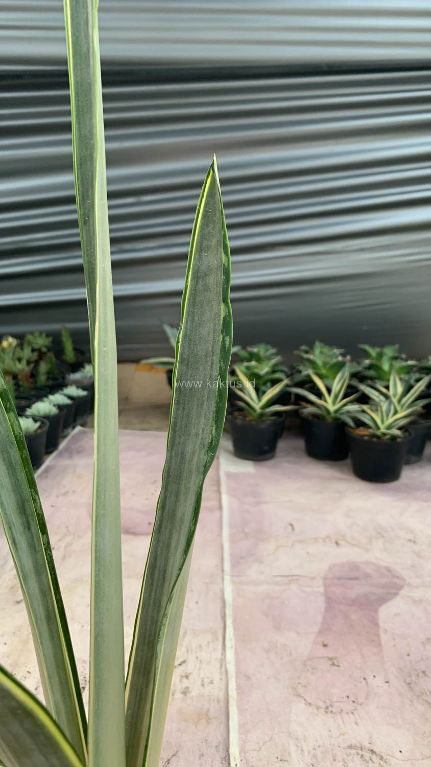 1185. Sansevieria Golden Street - Image 3