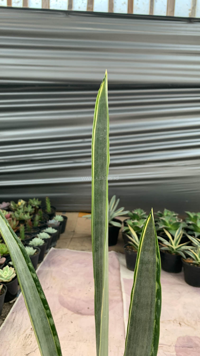 1185. Sansevieria Golden Street - Image 5