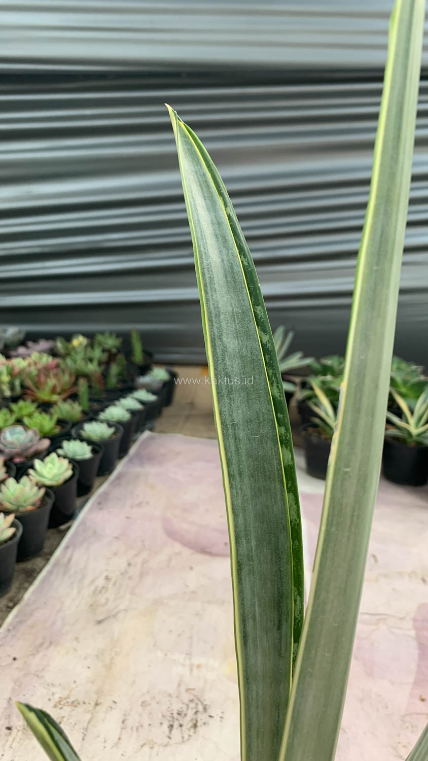 1185. Sansevieria Golden Street - Image 7