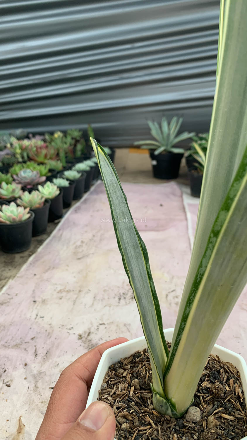 1185. Sansevieria Golden Street - Image 9