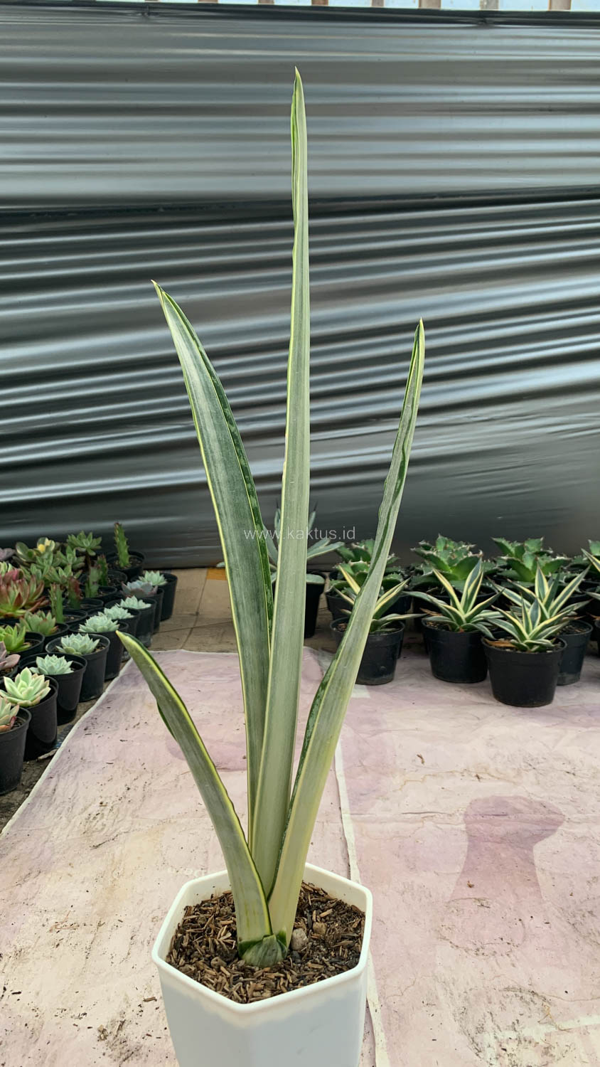 1185. Sansevieria Golden Street - Image 11