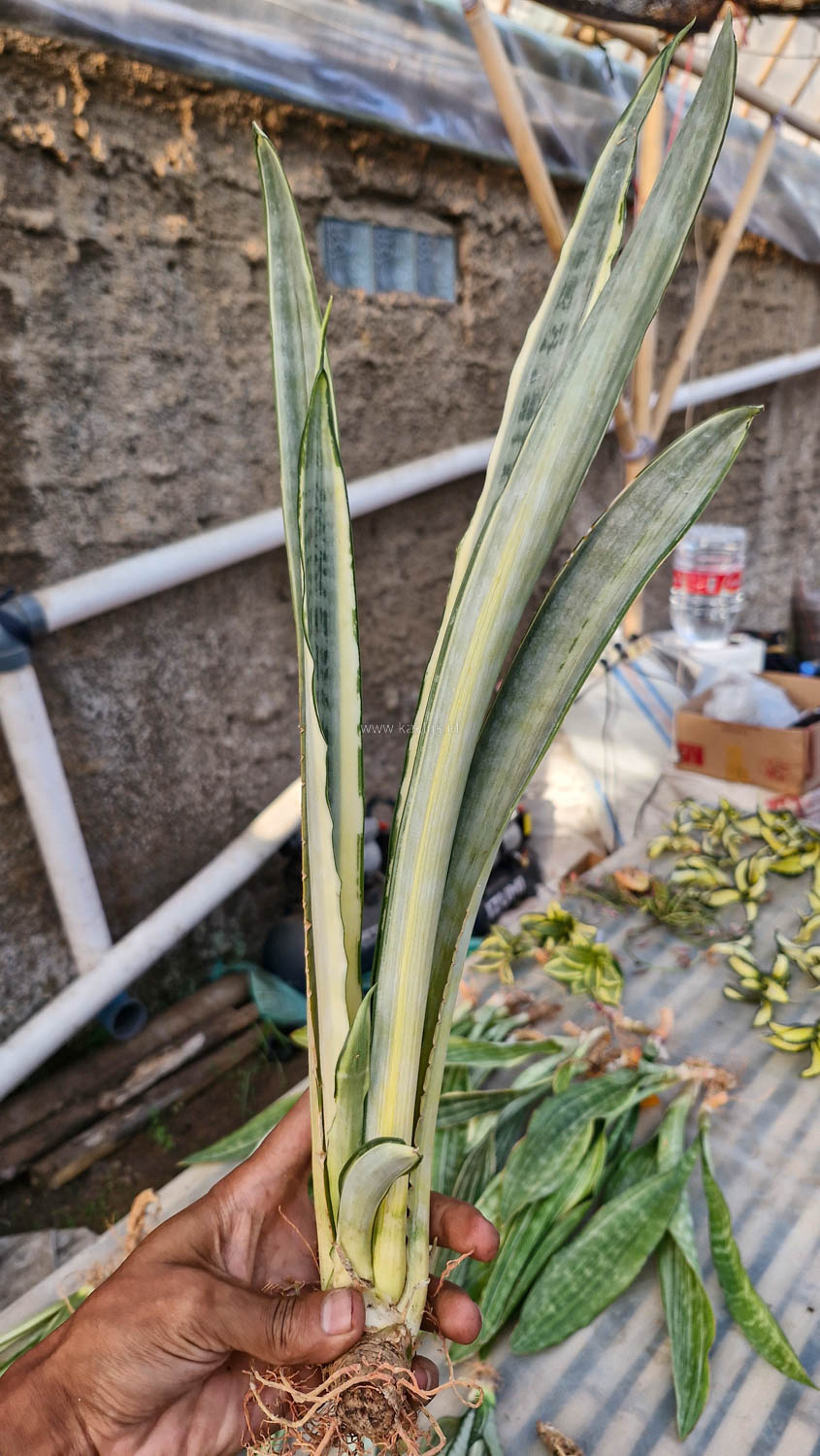 1185. Sansevieria Golden Street - Image 12