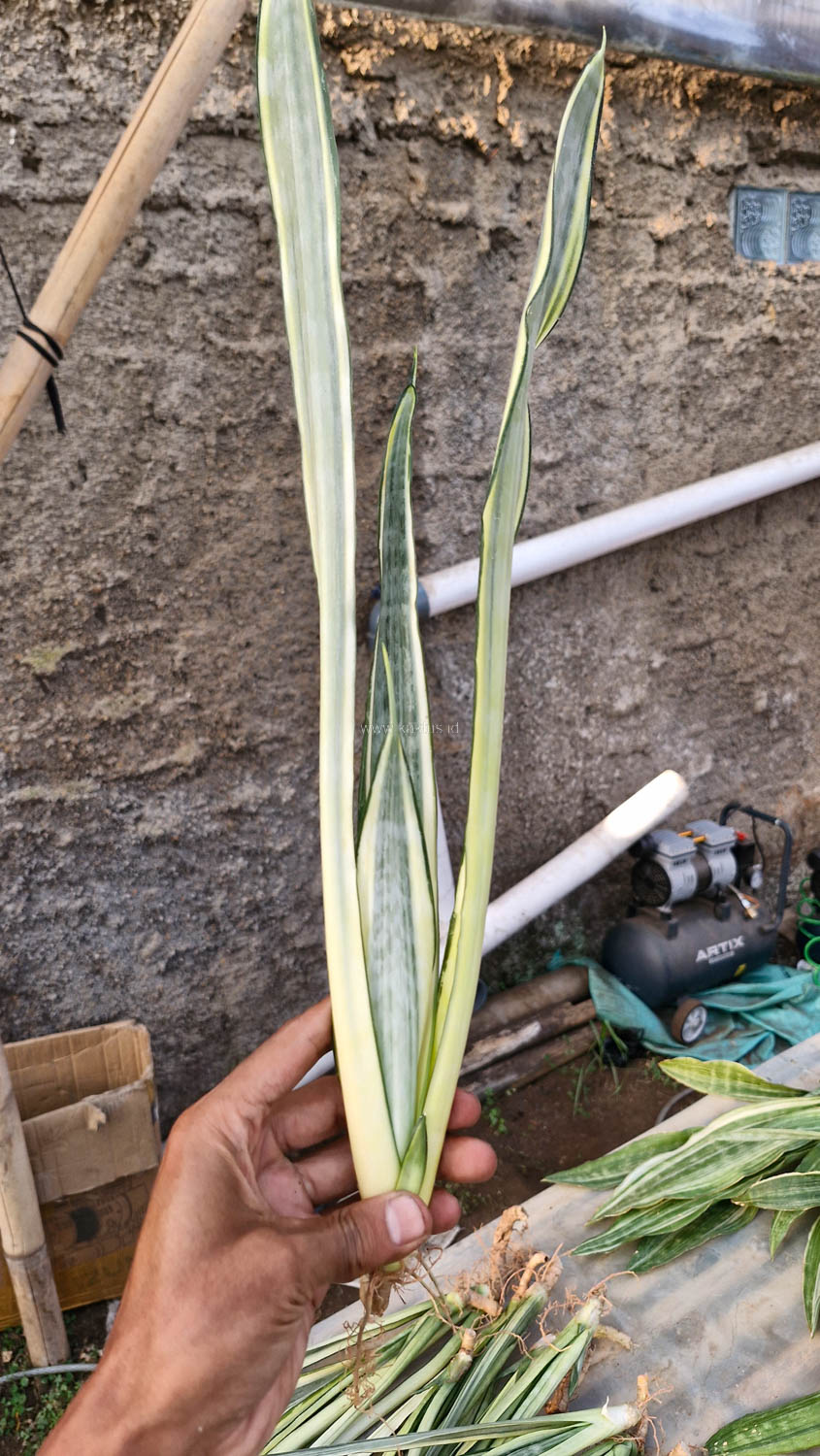 1185. Sansevieria Golden Street - Image 10