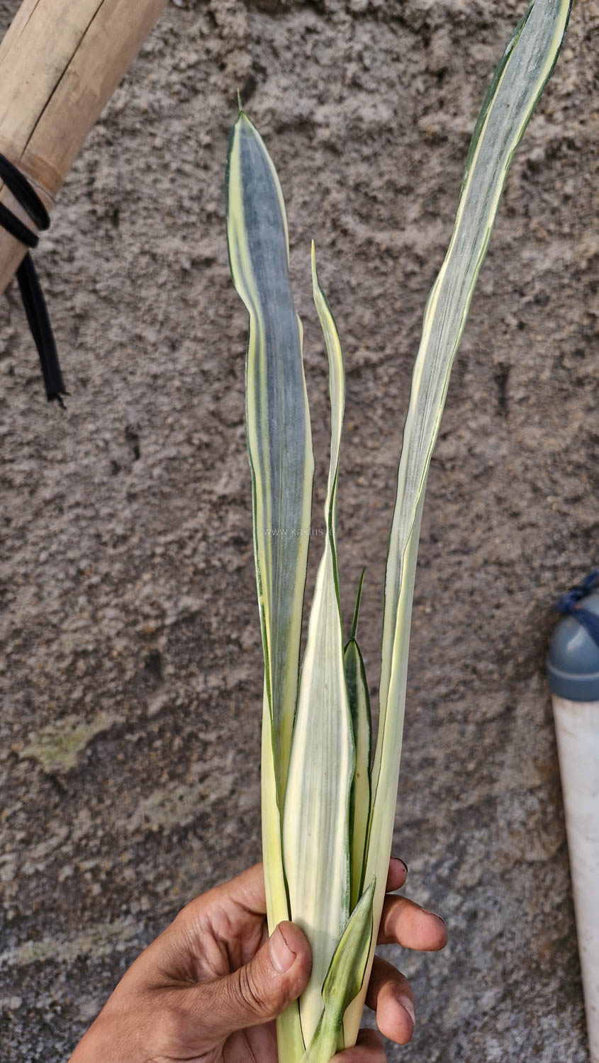 1185. Sansevieria Golden Street - Image 8