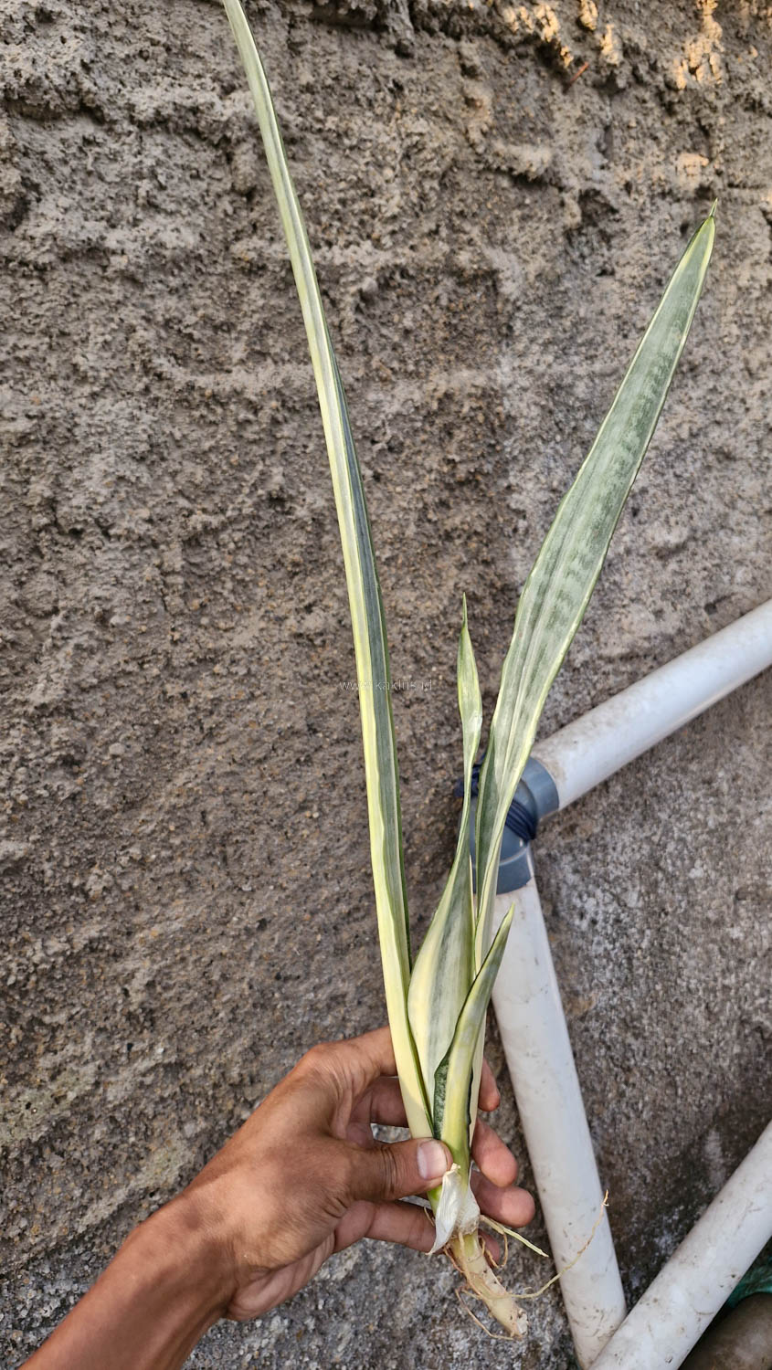 1185. Sansevieria Golden Street - Image 6