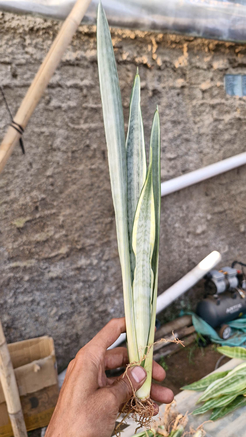 1185. Sansevieria Golden Street - Image 4