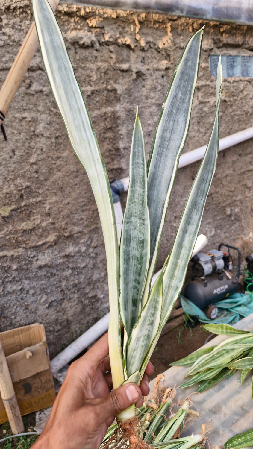 1185. Sansevieria Golden Street - Image 2