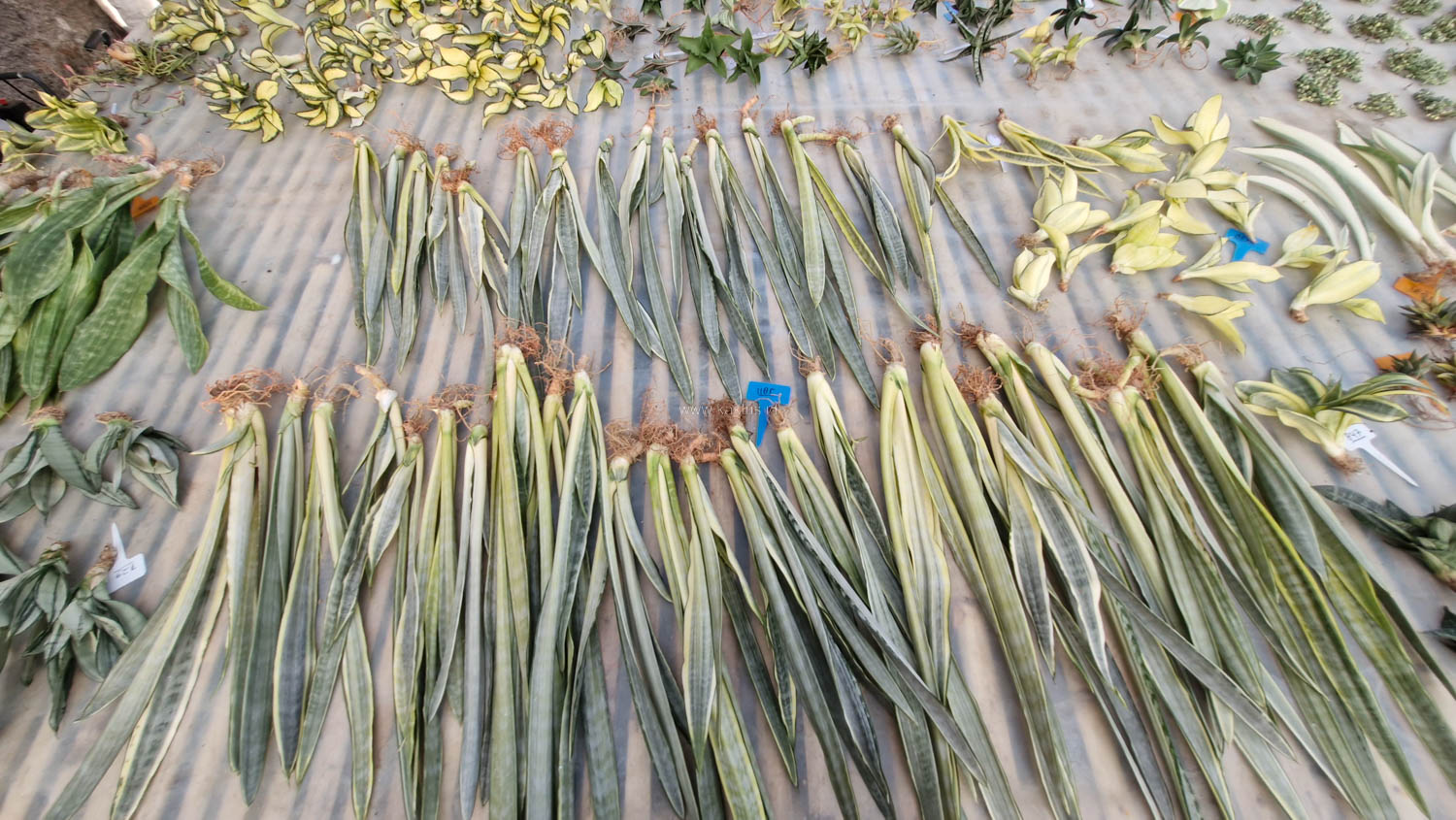 1185. Sansevieria Golden Street - Image 13