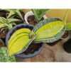 1186. Sansevieria Hybrid Pupharmon Delight Rosettete Variegated