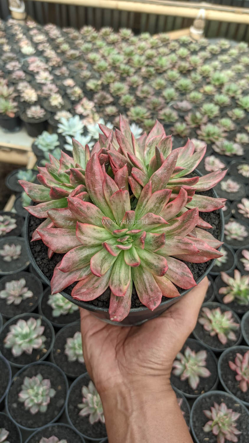 1189. Echeveria Red Prince Mutation Cluster - Image 2