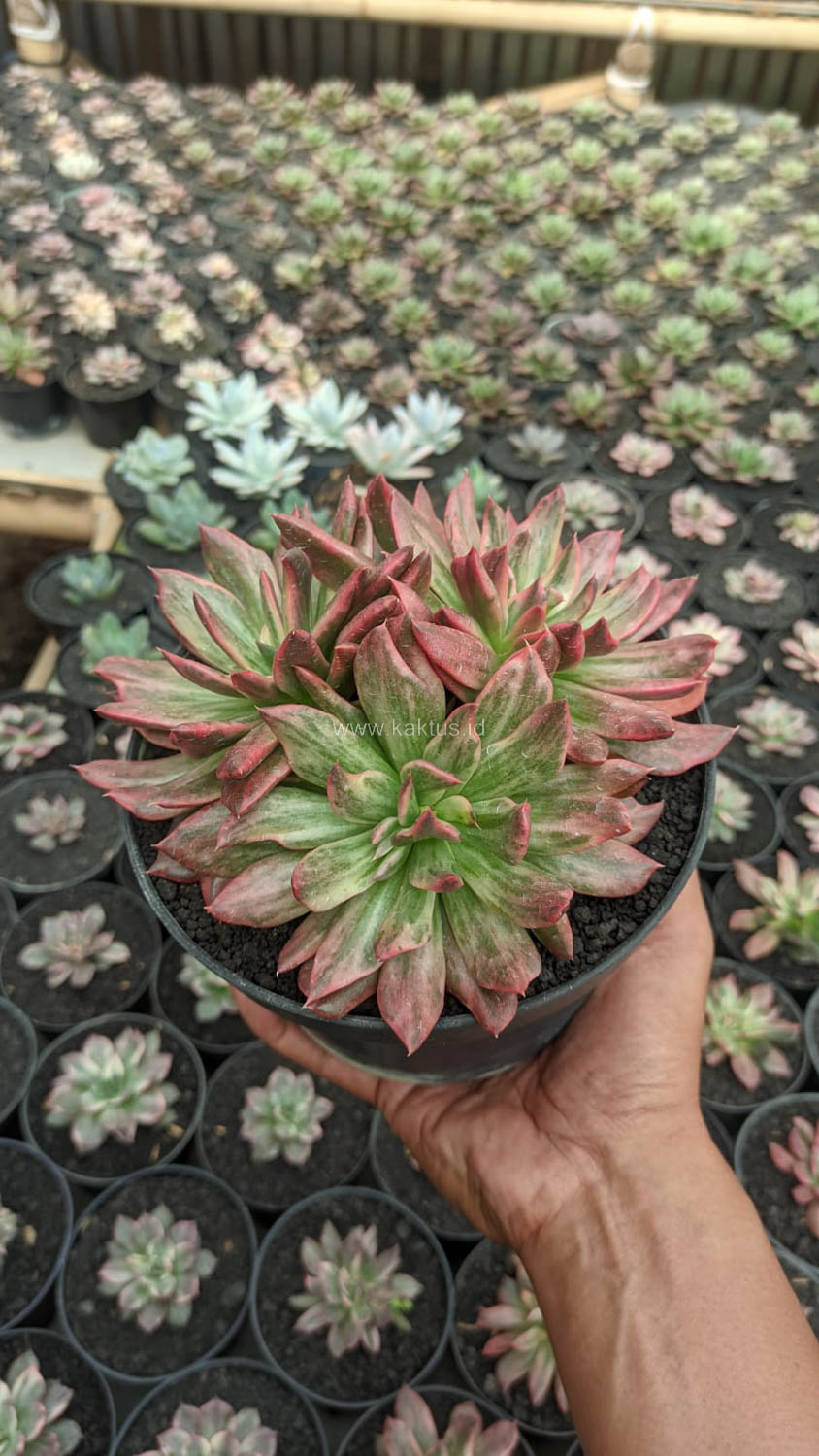 1189. Echeveria Red Prince Mutation Cluster - Image 3