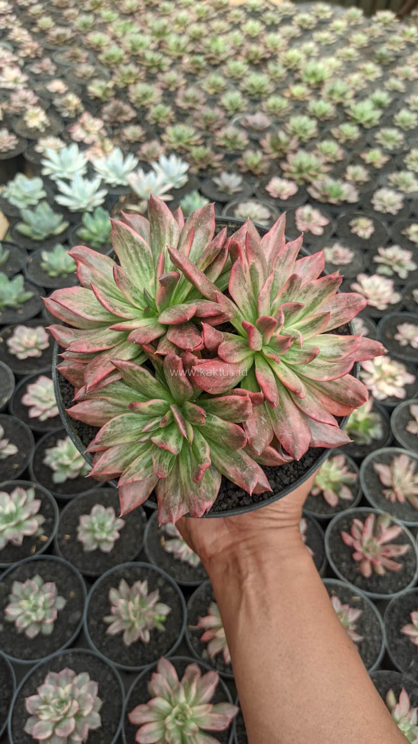 1189. Echeveria Red Prince Mutation Cluster - Image 4
